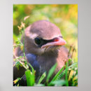 Pesquisar por pássaro preto e branco pôsteres Fotografia