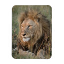 Pesquisar por foto do leão imas Animal