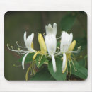 Pesquisar por madressilva Flor