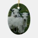 Pesquisar por cabra boer Nubian