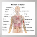 Pesquisar por anatomia humana pósteres pôsteres Coração