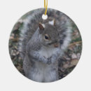Pesquisar por esquilo cinzento Natureza