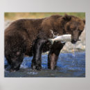 Pesquisar por cinzento pôsteres Urso