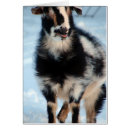 Pesquisar por tricolor cartoes Animal