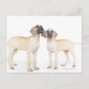 Pesquisar por cães grandes cartoes postais Cão