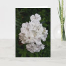 Pesquisar por cravos da cartoes Jardim