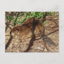 Pesquisar por castor engraçado cartoes postais Animais