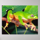 Pesquisar por suriname pósteres pôsteres Anfíbio