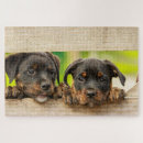 Pesquisar por do rottweiler quebra cabecas Cão