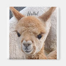 Pesquisar por alpaca imas Fofo