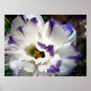 Pesquisar por flor roxa e branca pósteres pôsteres Natureza