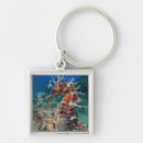 Pesquisar por cavalo chaveiros Náutico