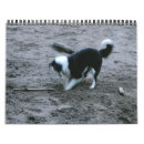 Pesquisar por collies de beira Cães
