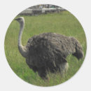 Pesquisar por avestruz adesivos Jardim zoológico