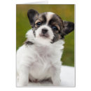 Pesquisar por filhote de cachorro da chihuahua cartoes postais Foto