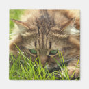 Pesquisar por olhos imas Gato