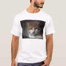 Pesquisar por gato alaranjado e branco Felino