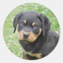 Pesquisar por rottweilers adesivos Rottie