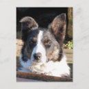 Pesquisar por border cartoes postais Collie