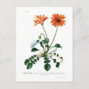 Pesquisar por margarida vintage cartoes postais Flor