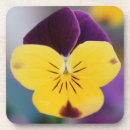 Pesquisar por viola porta copos Flor