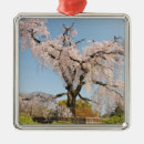 Pesquisar por flor japonesa ornamentos Primavera