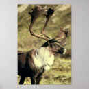 Pesquisar por mammals fotografia Deer