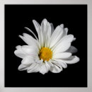 Pesquisar por flores elegantes pôsteres Margarida