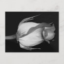 Pesquisar por flores alaranjadas cartoes postais Natureza