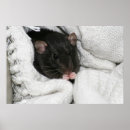 Pesquisar por ratos artes pôsteres Animal de estimação
