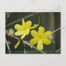 Pesquisar por jasmim cartoes postais Amarelo