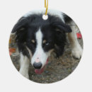 Pesquisar por border collie ornamentos Bonito