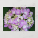 Pesquisar por hydrangea postais cartoes postais Natureza