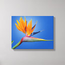 Pesquisar por flower impressão de canvas Pintura