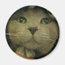 Pesquisar por gatinho imas Imã