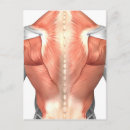 Pesquisar por anatomia humana cartoes postais Trapézio