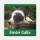 Pesquisar por border collie imas Filhote
