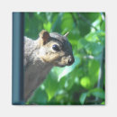 Pesquisar por imagens animais engraçadas imas Esquilo