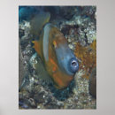 Pesquisar por laranja coral pôsteres Recife