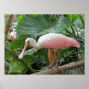 Pesquisar por pássaros tropicais pôsteres Flores