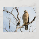 Pesquisar por osprey Falcão