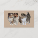 Pesquisar por sheltie Collie diminuto