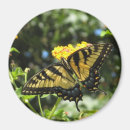 Pesquisar por da borboleta do swallowtail imas Swallowtails