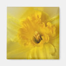 Pesquisar por do daffodil imas Daffodilo