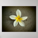Pesquisar por plumeria pôsteres Havaiano