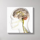 Pesquisar por sistema nervoso humano impressão de canvas Cuidados de saúde