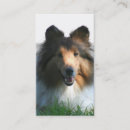 Pesquisar por sheepdog de shetland Animais de estimação