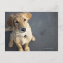 Pesquisar por lealdade cartoes postais Comprimento do cheio