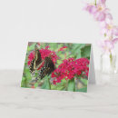 Pesquisar por pentas cartoes postais Borboleta