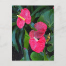 Pesquisar por anthurium convites Vermelho